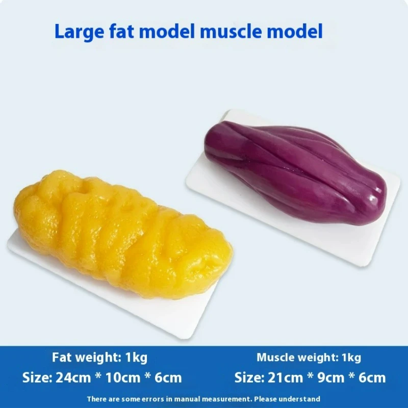 Human Muscle and Fat Replicas  - Nutrition Fitness Center 评论和价格